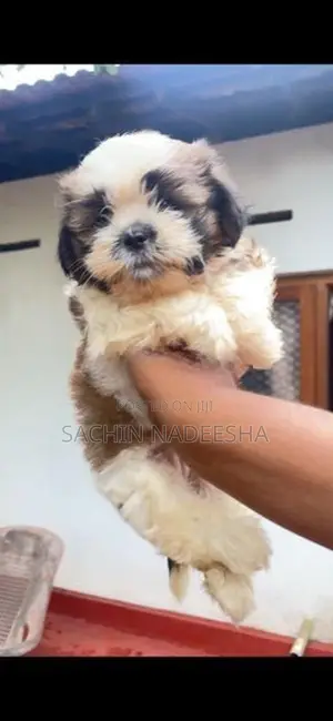 Shih Tzu Puppies
