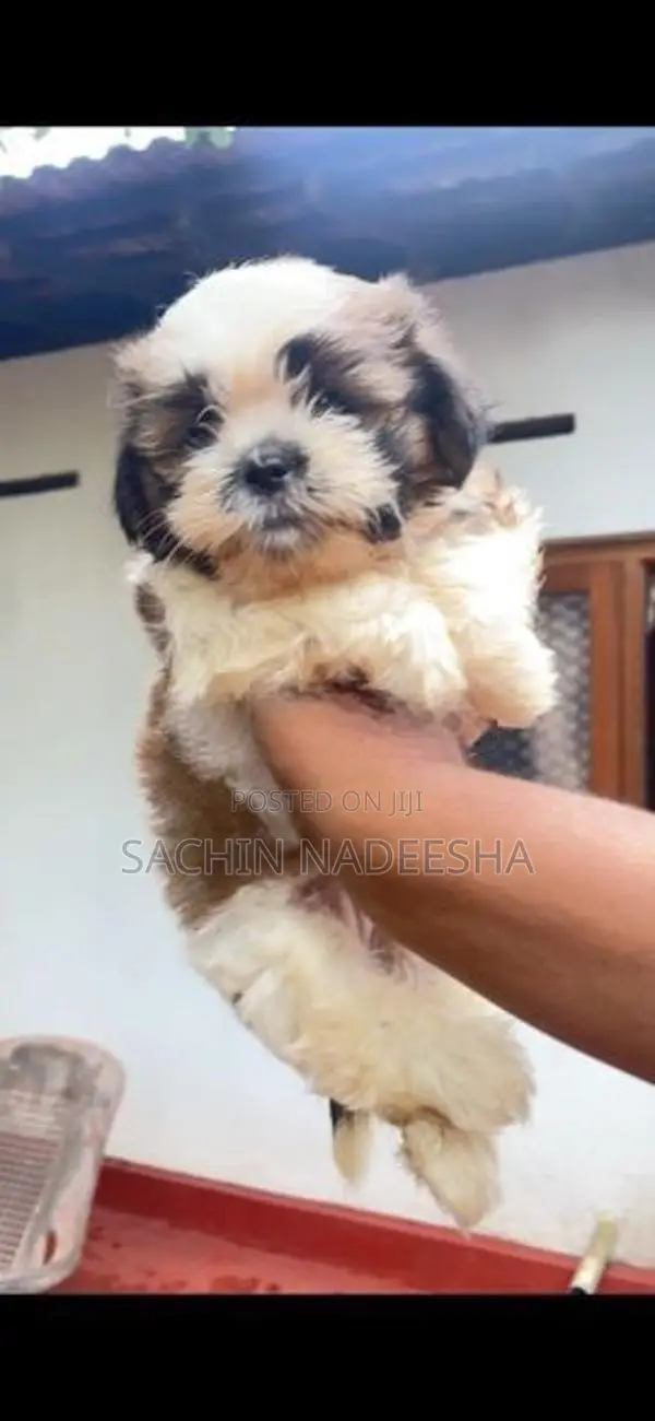 Shih Tzu Puppies
