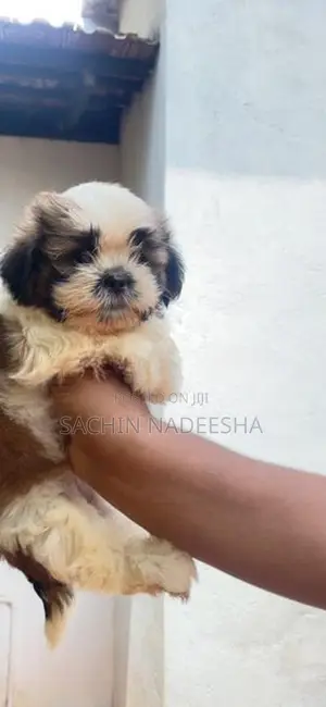 Shih Tzu Puppies