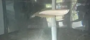 Silver Arowana Fish