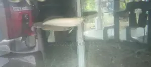 Silver Arowana Fish