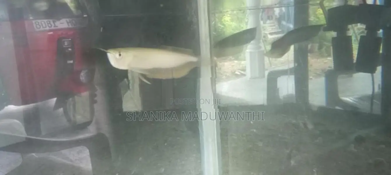 Silver Arowana Fish