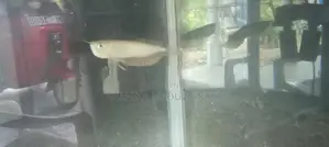 Silver Arowana Fish