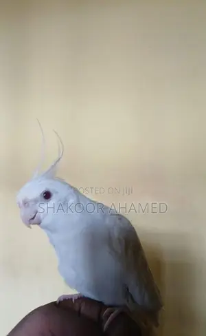 Albino Cockatiel Bird