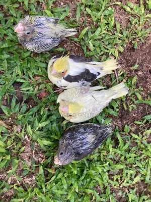 Cockatiel Chicks