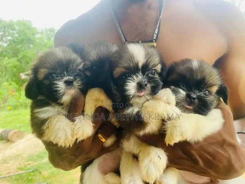 Shih Tzu Puppy