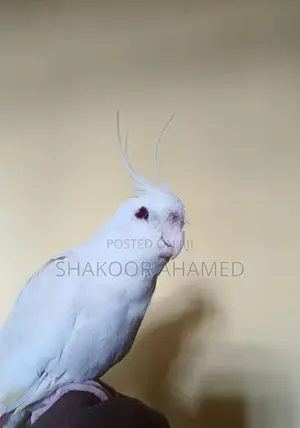 Albino Cockatiel Bird