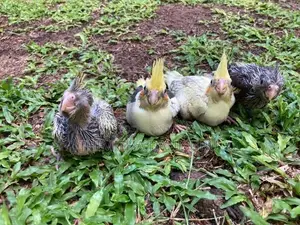 Cockatiel Chicks