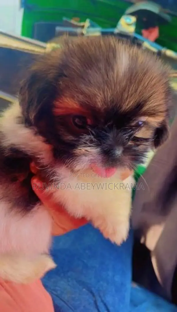 Shih Tzu Puppy