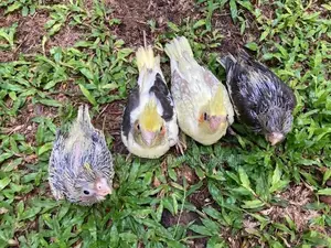 Cockatiel Chicks