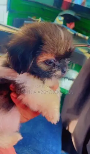 Shih Tzu Puppy