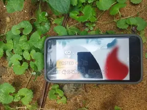 Apple iPhone 7 (Used)