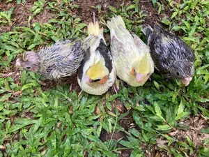 Cockatiel Chicks