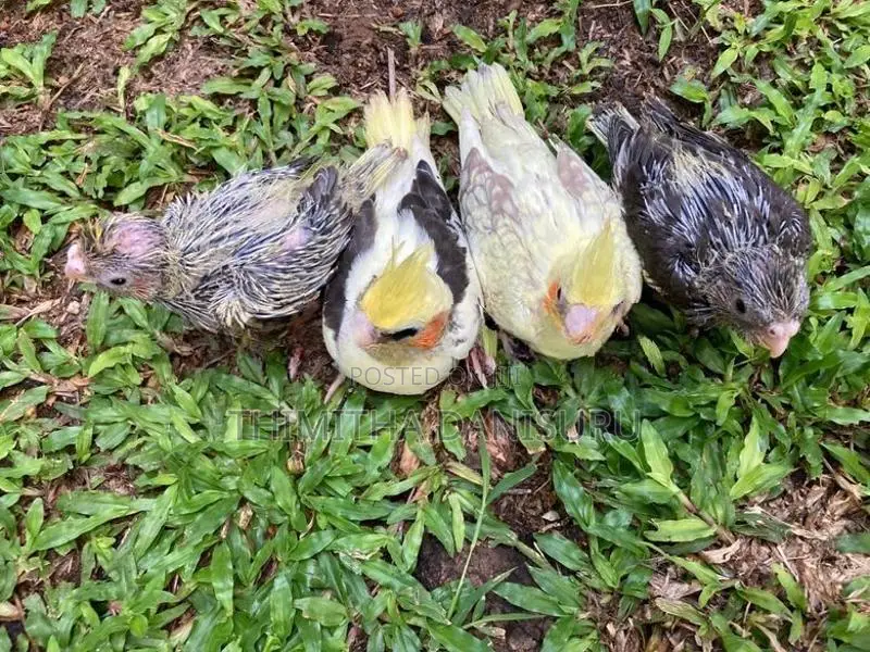 Cockatiel Chicks