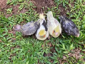 Cockatiel Chicks