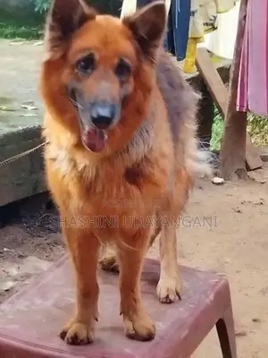 German Shepherd