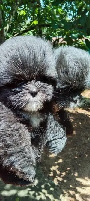 Shih Tzu Puppy