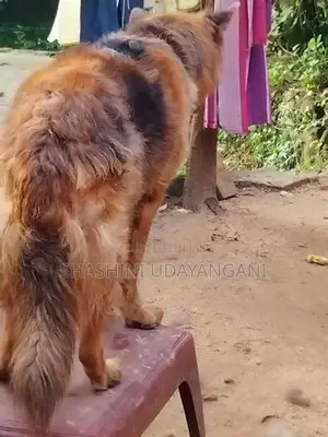 German Shepherd