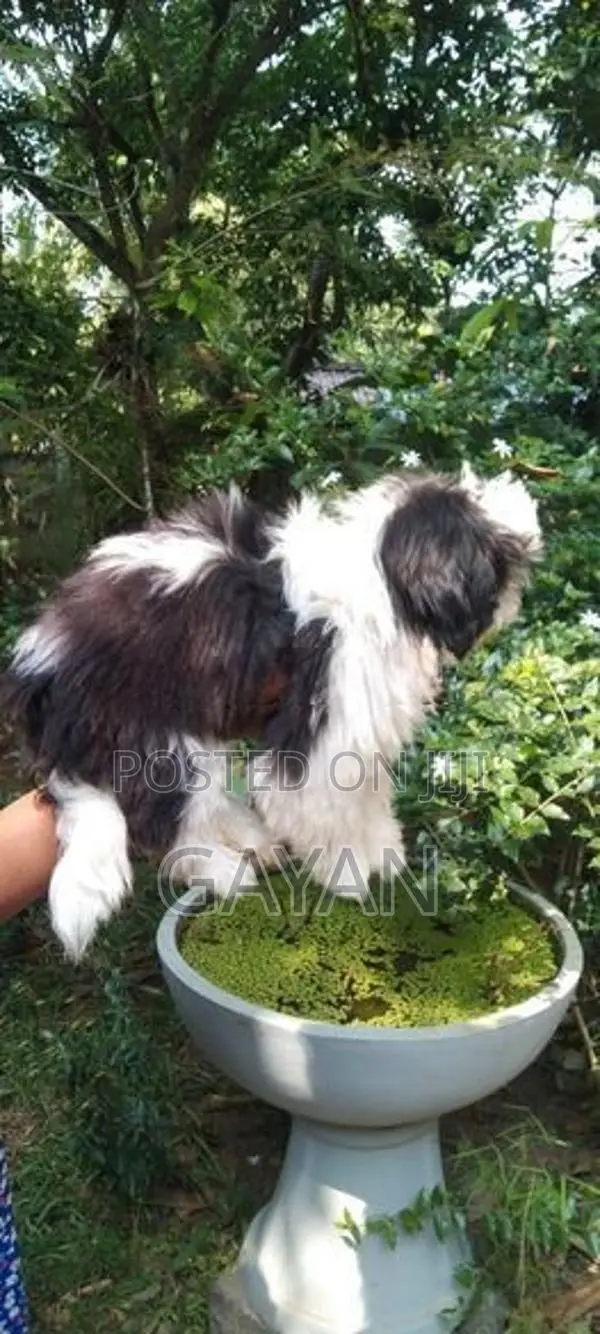 Shih Tzu Puppy