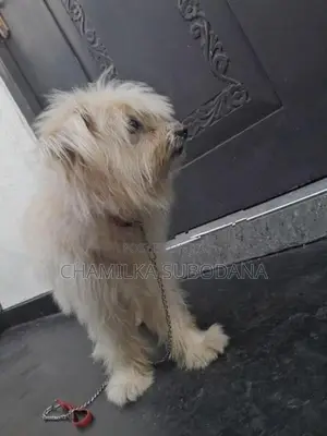 Terry Puppy
