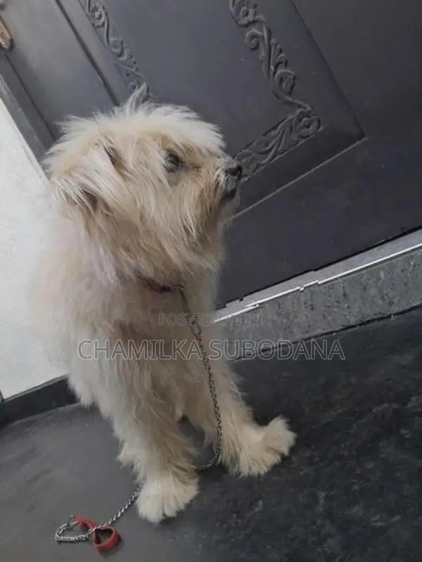 Terry Puppy