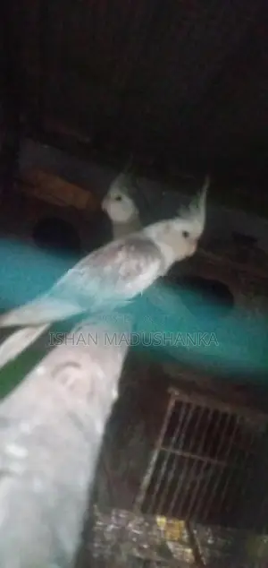 Cockatiel Albino Pair