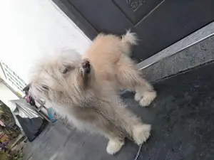Terry Puppy