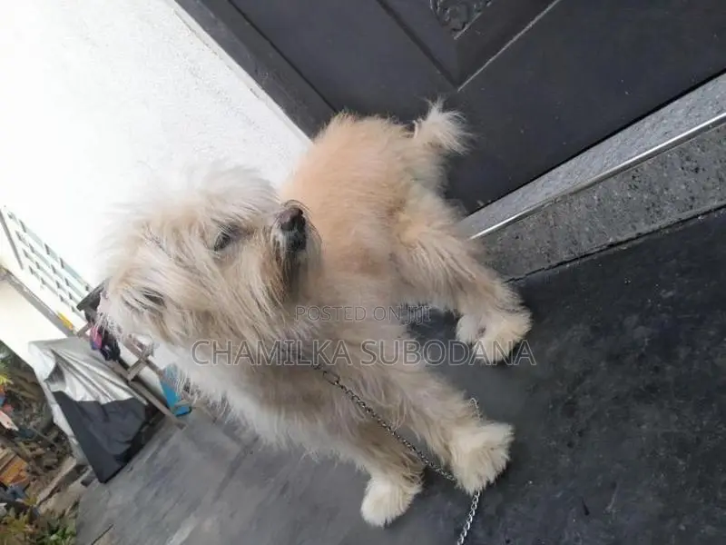 Terry Puppy
