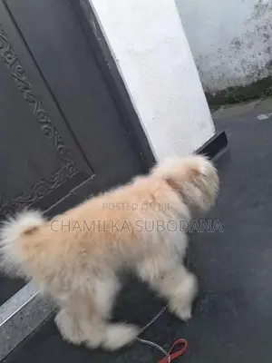Terry Puppy