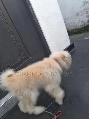 Terry Puppy