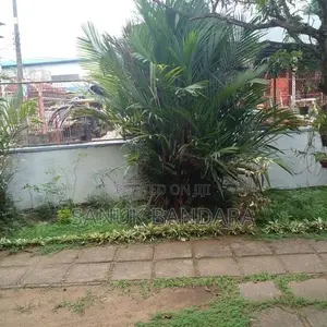 Red Palm Tree