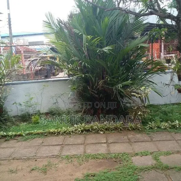 Red Palm Tree