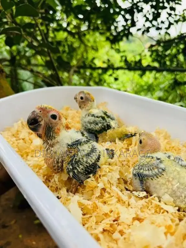 Sunconure Bird