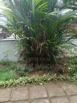 Red Palm Tree