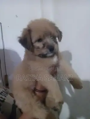 Shih Tzu Puppy