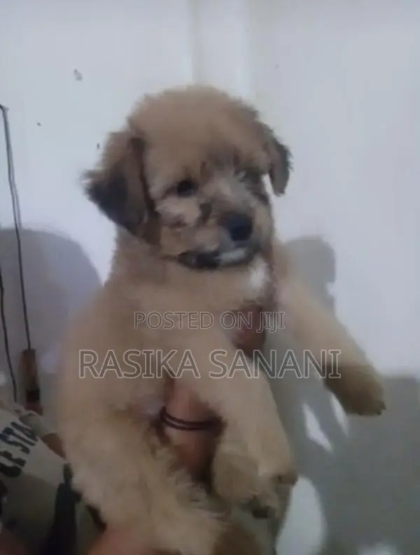 Shih Tzu Puppy