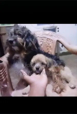 Shih Tzu Puppy
