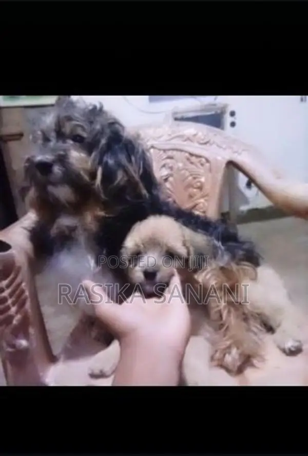 Shih Tzu Puppy