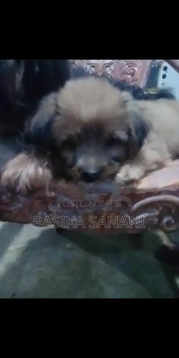Shih Tzu Puppy