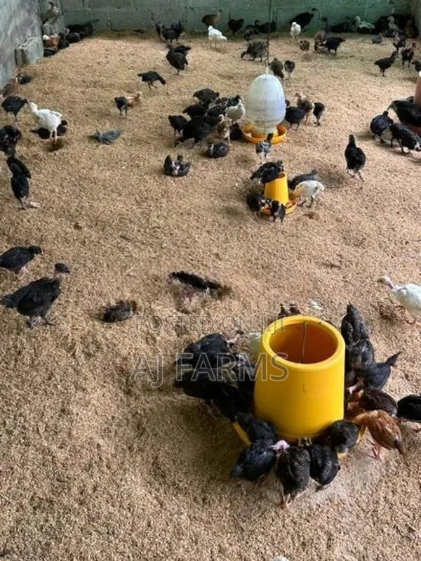 Country Chicken