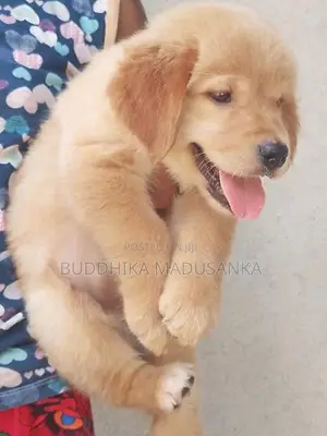Golden Retriever Puppies