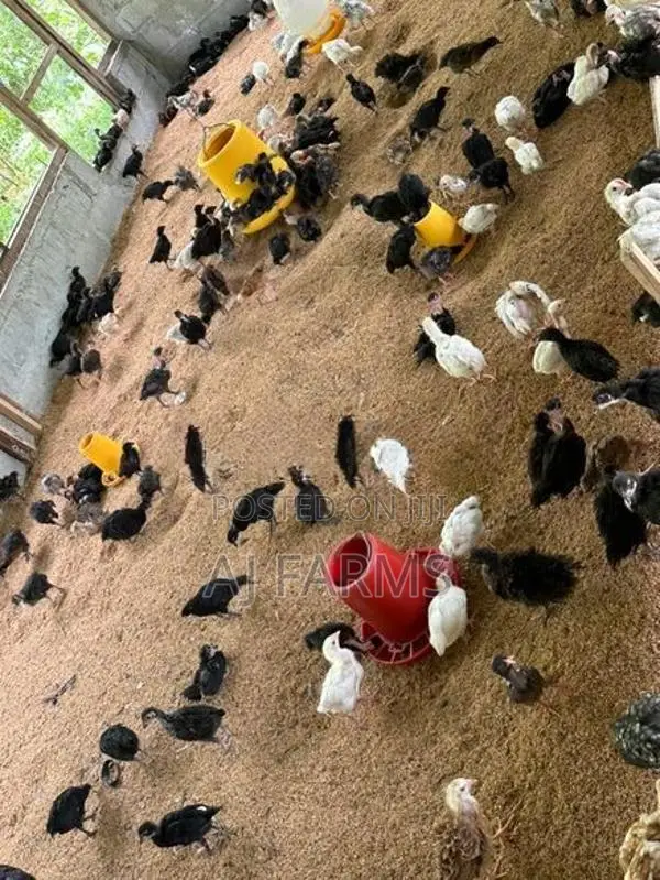 Country Chicken