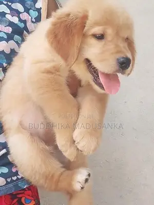 Golden Retriever Puppies