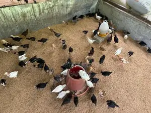 Country Chicken