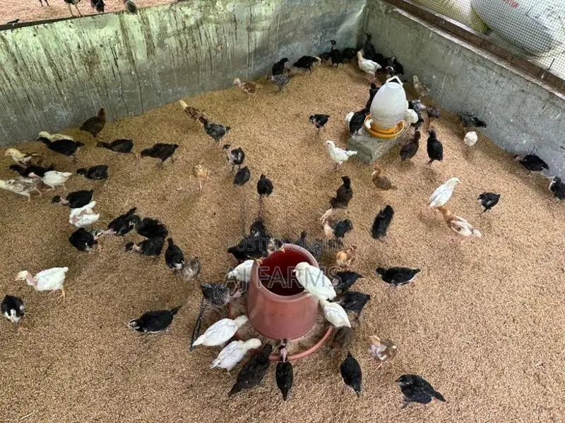 Country Chicken