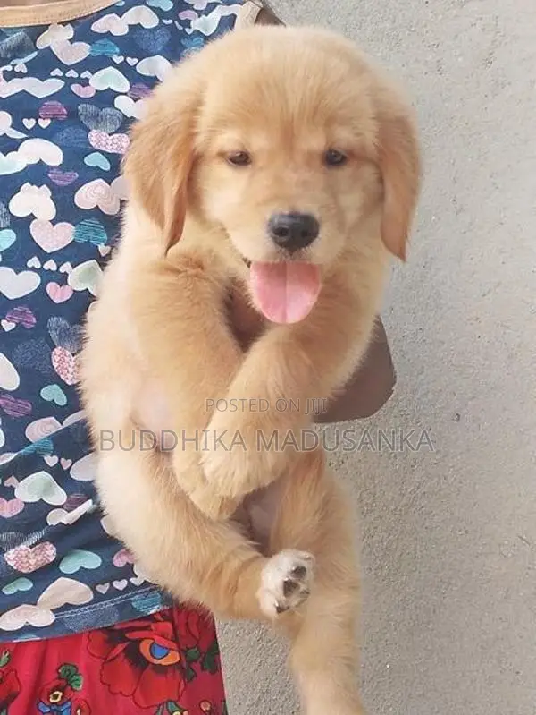 Golden Retriever Puppies