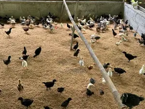 Country Chicken