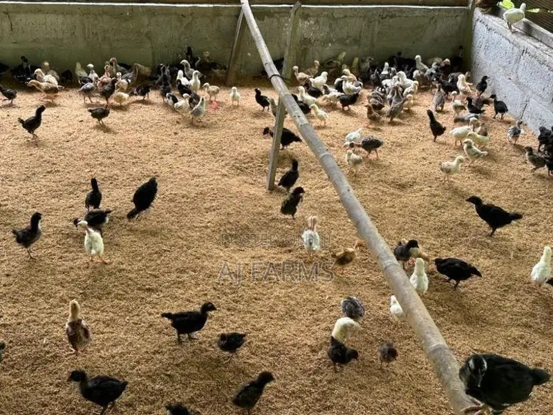 Country Chicken