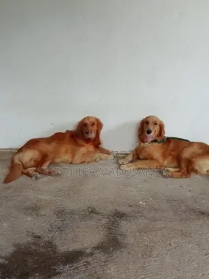 Golden Retriever Puppies