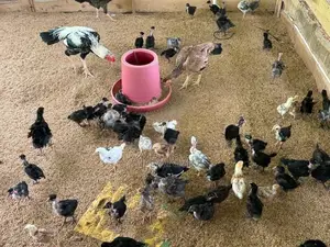 Country Chicken